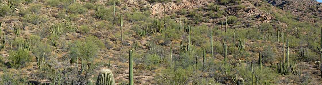 Arizona - Organ Pipe Cactus National Monument.