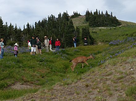 Een hert (deer) bij Hurricane Ridge.