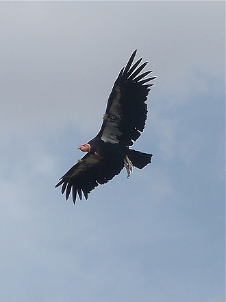 Een condor.