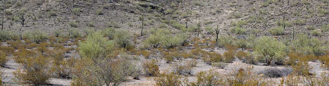 Arizona - Sonoran Desert national Monument.