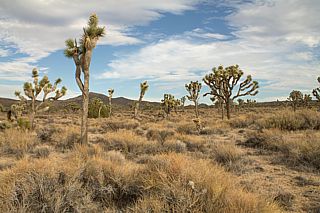 Joshua Tree NP.