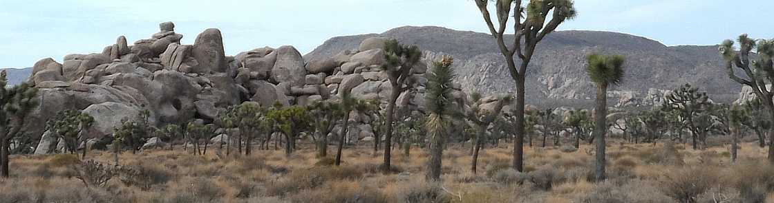 Californie - Joshua Tree National Park