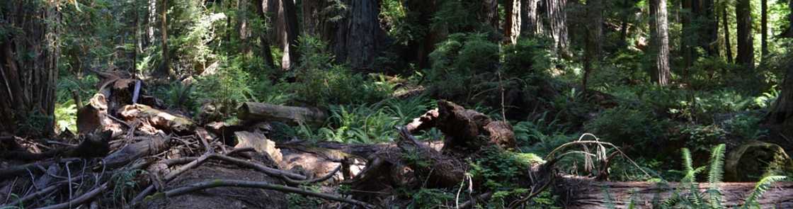 Californie - Redwood National and State Parks
