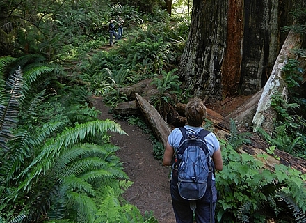 Redwood NP.