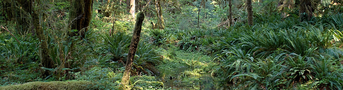 Washington - Olympic National Park