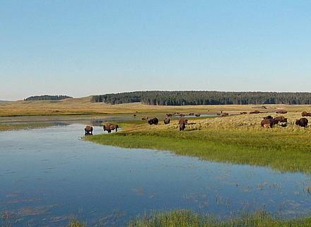 Bizons in Yellowstone NP.